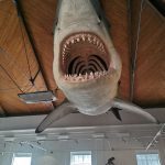 1.a tanulm.kirándulás